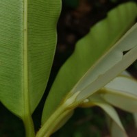 Calophyllum bracteatum Thwaites